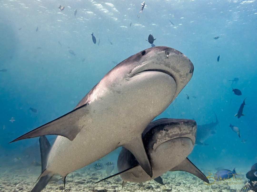 Scuba Butler Fuvahmulah-Fuvahmulah必去景点