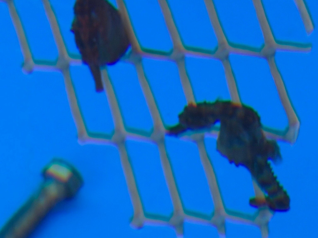 海洋骑士海马牧场-凯鲁瓦-柯纳必去景点