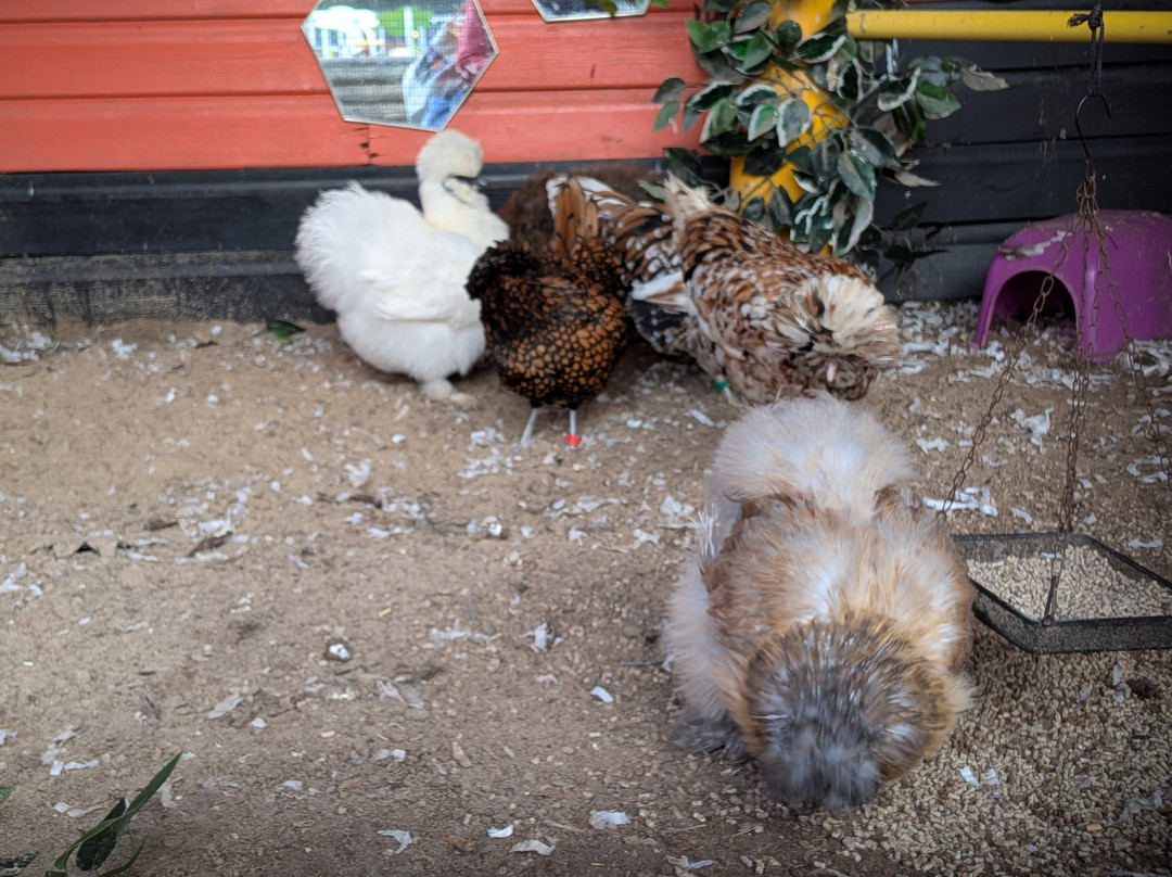 Bocketts Farm Park-莱瑟黑德必去景点