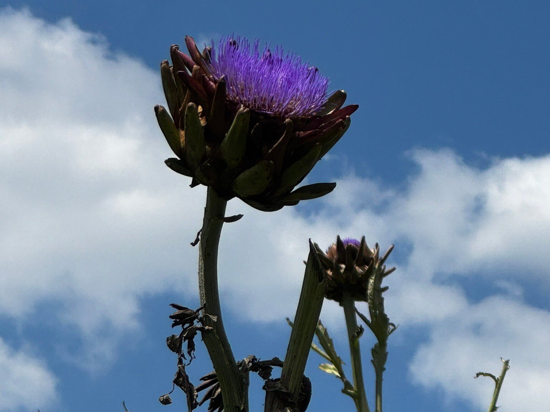 Vinícola XV de Novembro-Sao Roque必去景点
