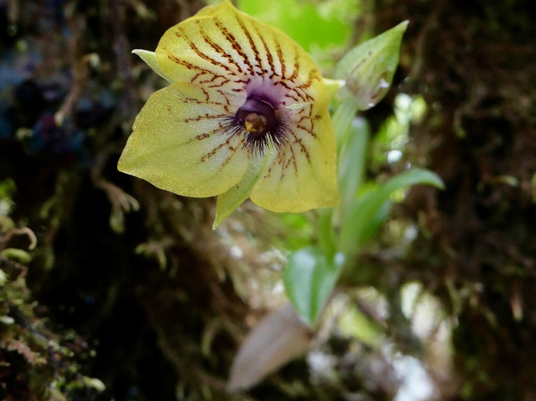 Jaguarundi Travel-波哥大必去景点
