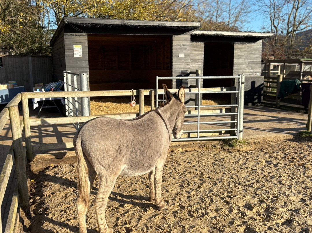 Hayling Island Donkey Sanctuary-海灵岛必去景点