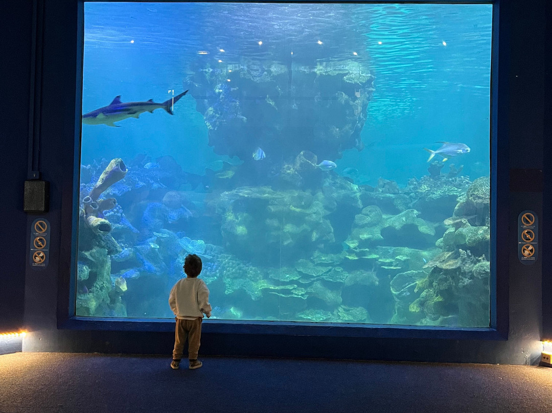 Blue Planet Aquarium-埃尔斯米尔港必去景点