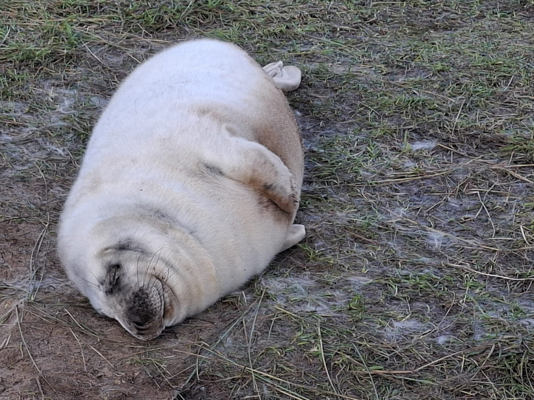 Donna Nook Nature Reserve-North Somercotes必去景点