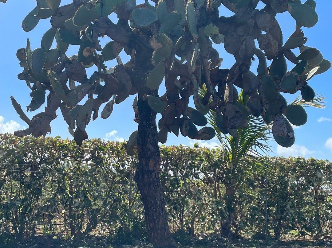 Ocean Vodka Organic Farm and Distillery-库拉必去景点