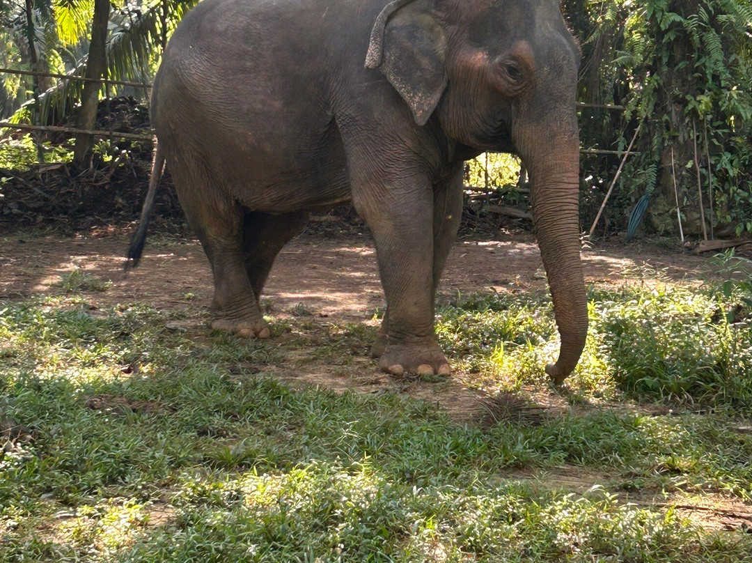 Following Giants - Krabi-Khlong Hin必去景点