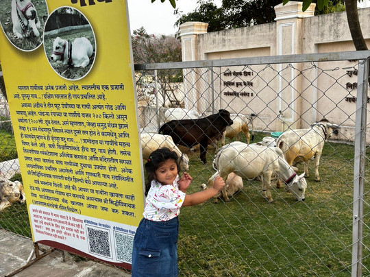 Zilpi Lake-那格浦尔必去景点