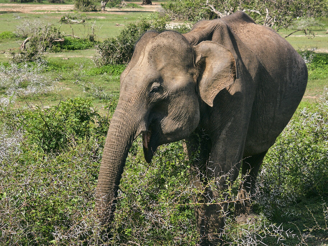 Ceylon Safari Tours-蒂瑟默哈拉默必去景点