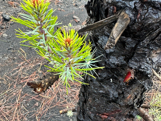 Graja Tours-巴尔玛圣库鲁斯必去景点