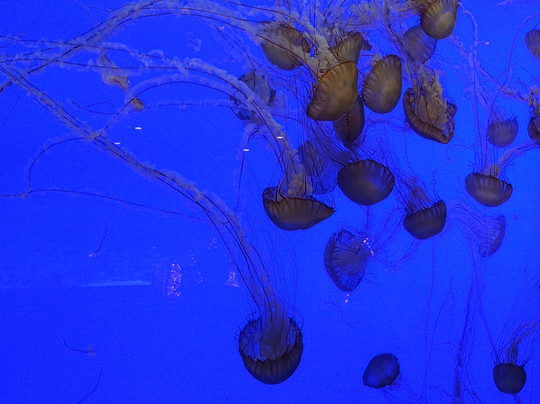 OdySea Aquarium-斯科茨代尔必去景点