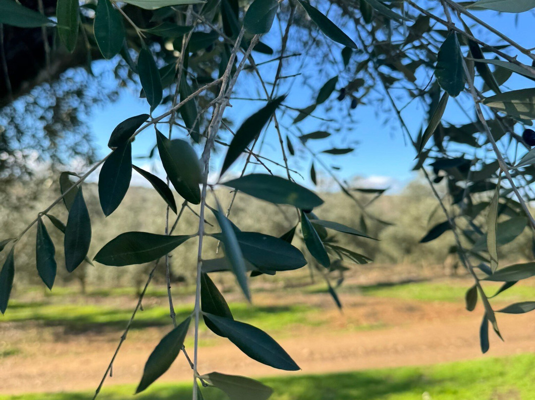 Mainova-Vimieiro必去景点