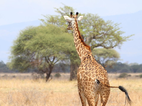 Kilimanjaro Adventure Safari Club-阿鲁沙必去景点
