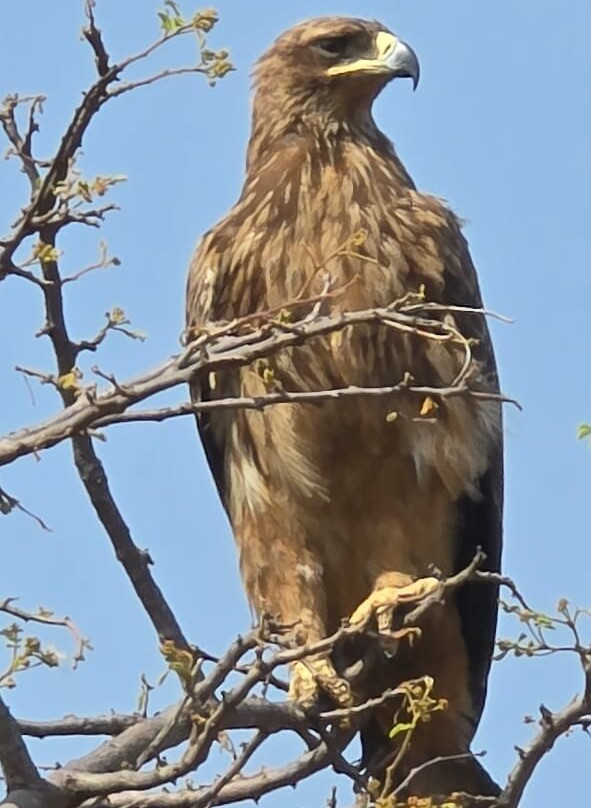 Sero Tented Camp-Seronera必去景点