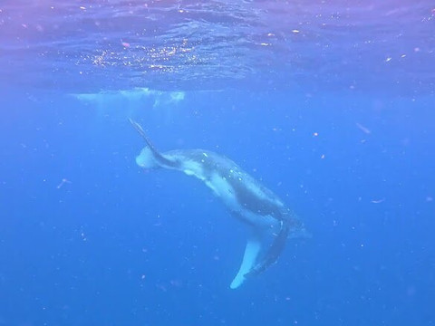 Tahi Tonga-努库阿洛法必去景点