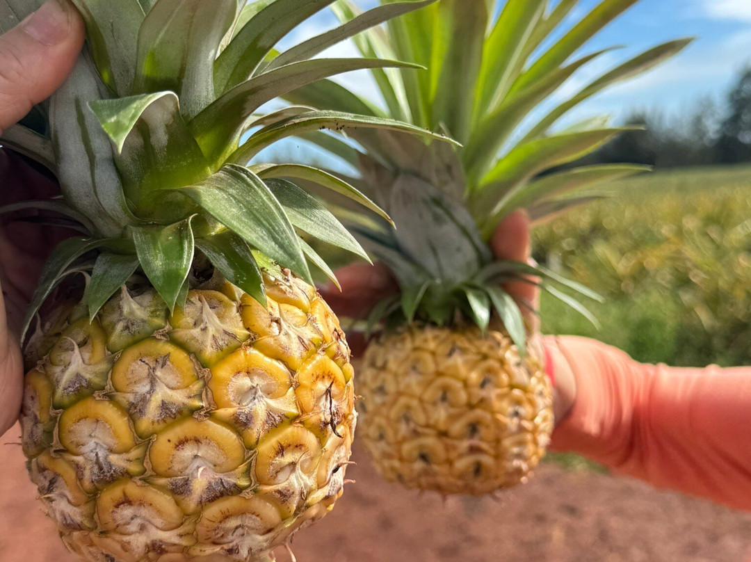 Sugarloaf Pineapple Farm-基拉韦厄必去景点