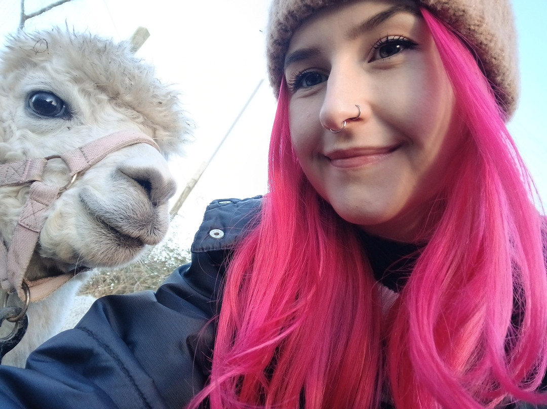 Nanny Sharon's Alpaca Farm C.I.C-Prenton必去景点