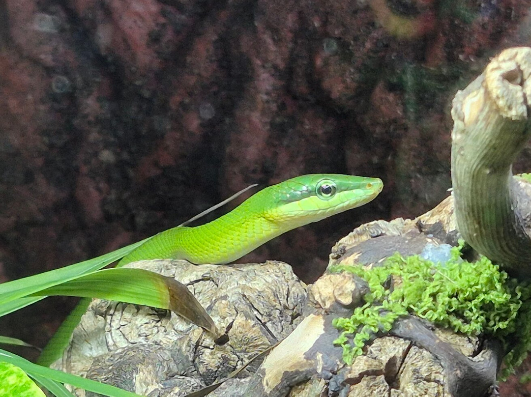 Snakeroom Serpentarium-福恩吉罗拉必去景点