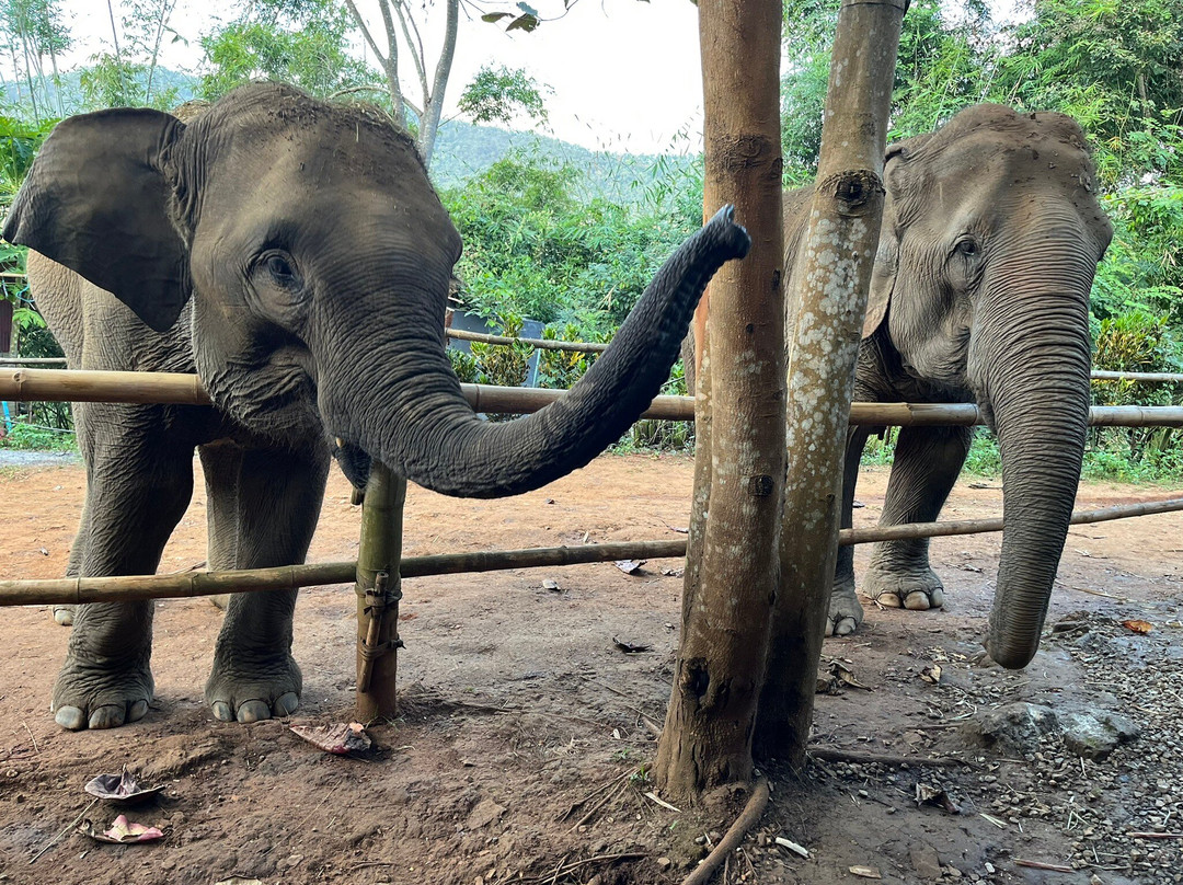 Elephant Sanctuary Care Park-清迈必去景点