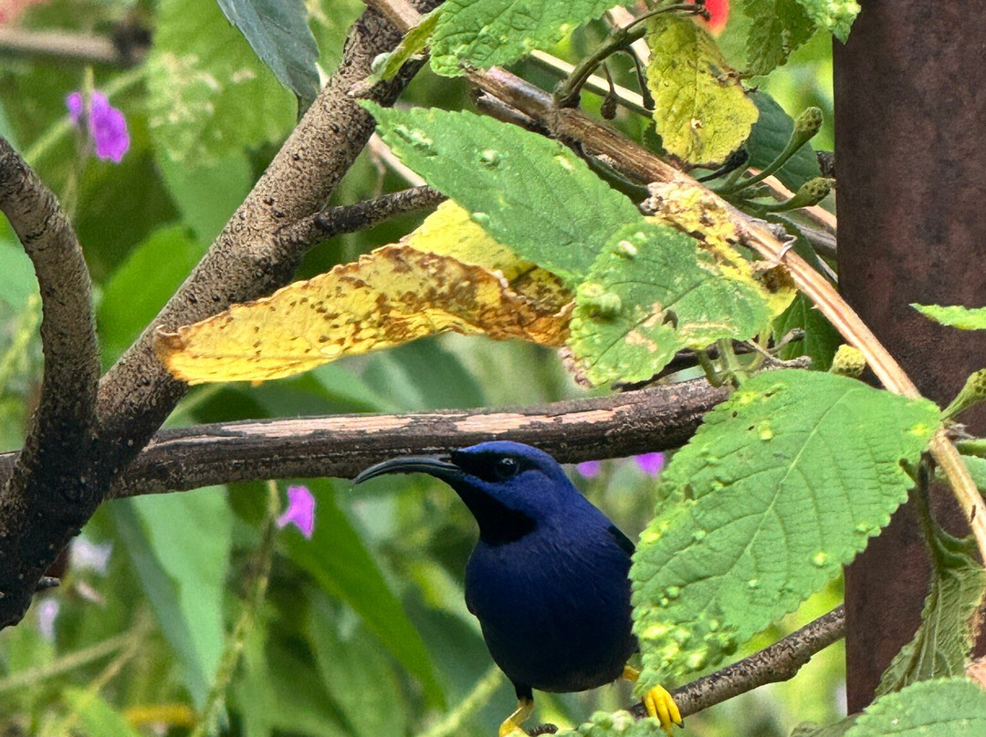 Yerette-Maracas Bay必去景点
