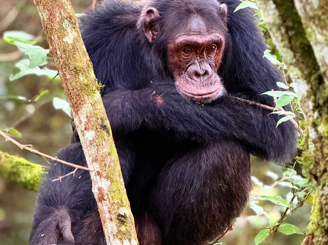 Virunga Gorilla Tours and Eco Safaris-Kisoro必去景点