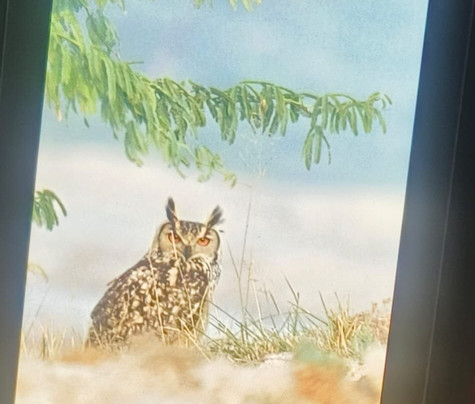 Tal Chhapar Black Buck Sanctuary-Sujangarh必去景点