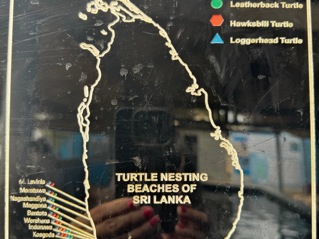 KOSGODA Turtle Conservation and Research Centre-科斯戈德必去景点