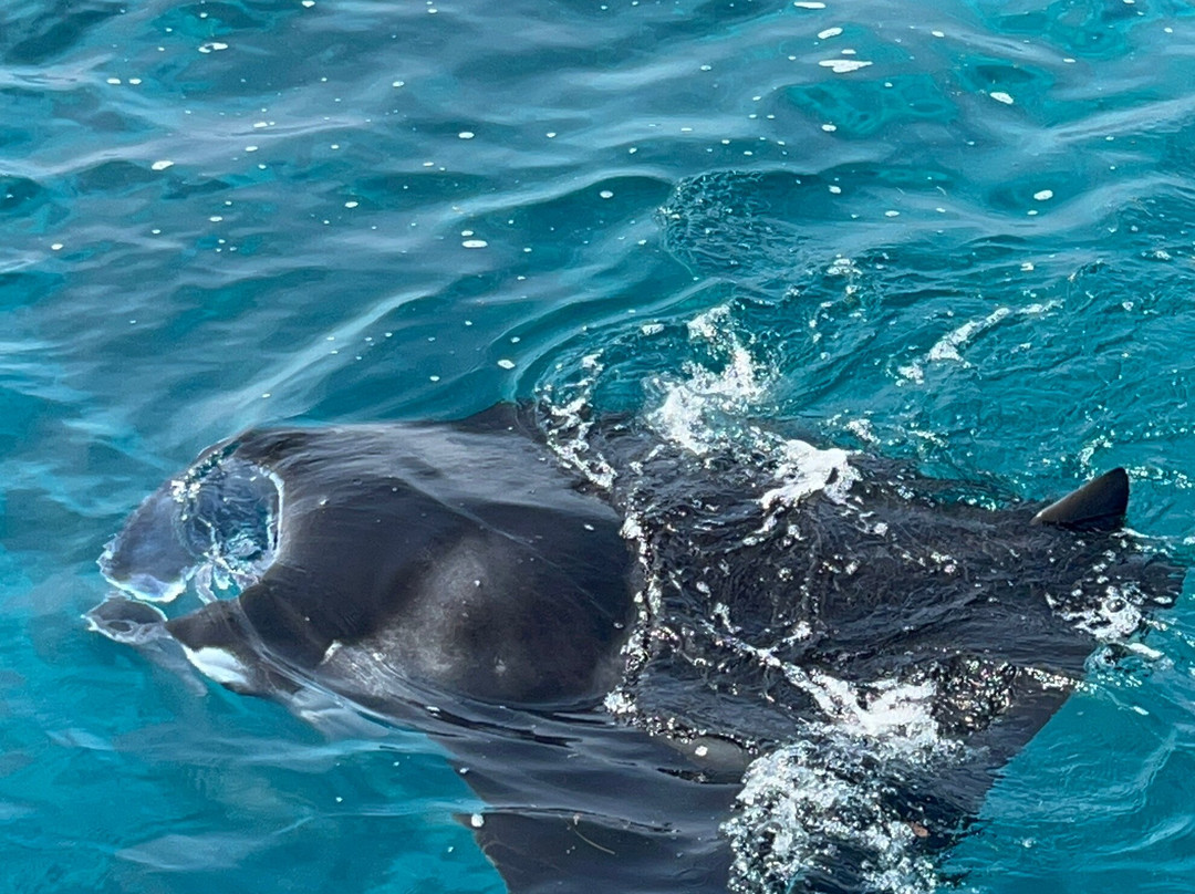 Blue Wave Ifuru By Dive Butler At Ifuru Island Maldives-Ifuru必去景点