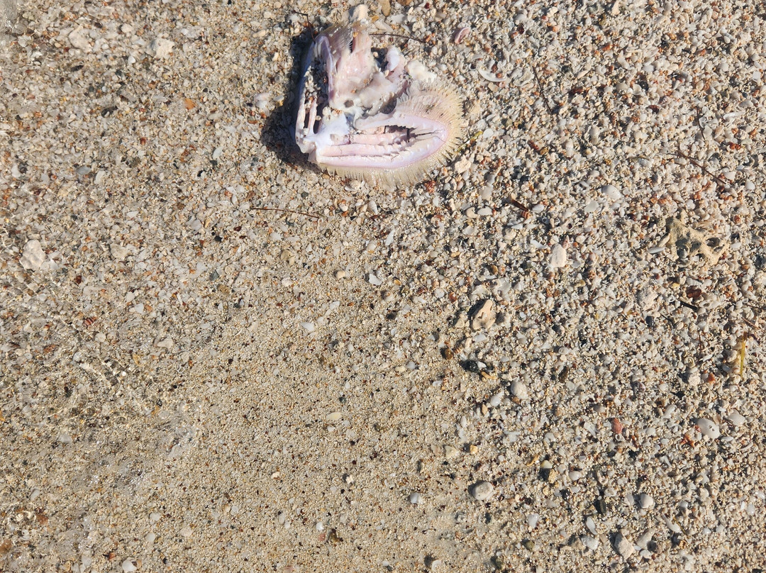 Eleuthera Tours-伊柳塞拉必去景点