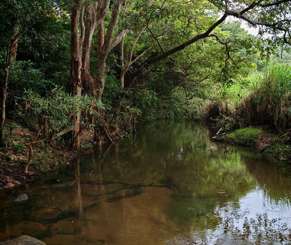 Minneriya Nimal Safari-哈巴拉娜必去景点