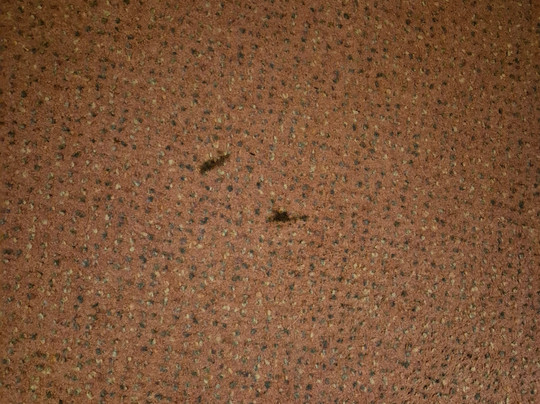 Days Inn by Wyndham Stafford主图