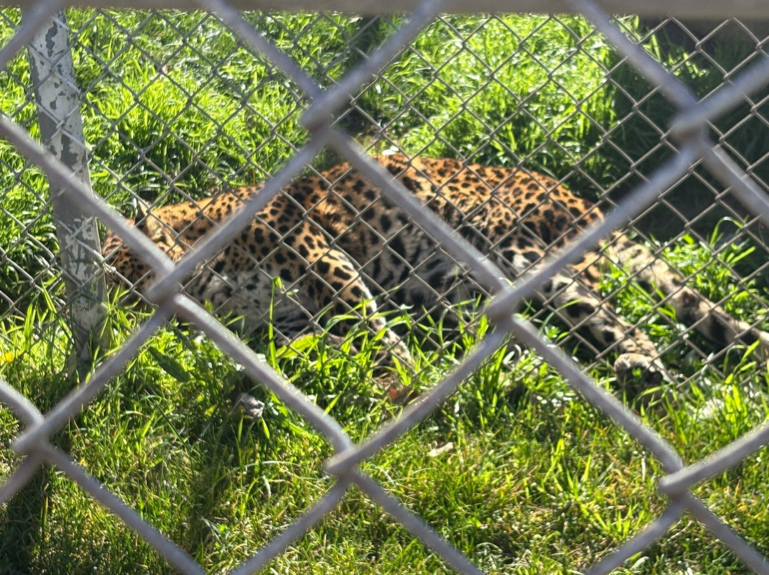 Lions, Tigers & Bears-Alpine必去景点