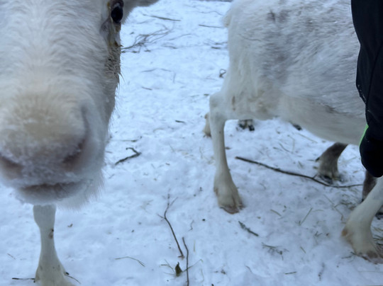 Tokkana Reindeer-Kittilä必去景点