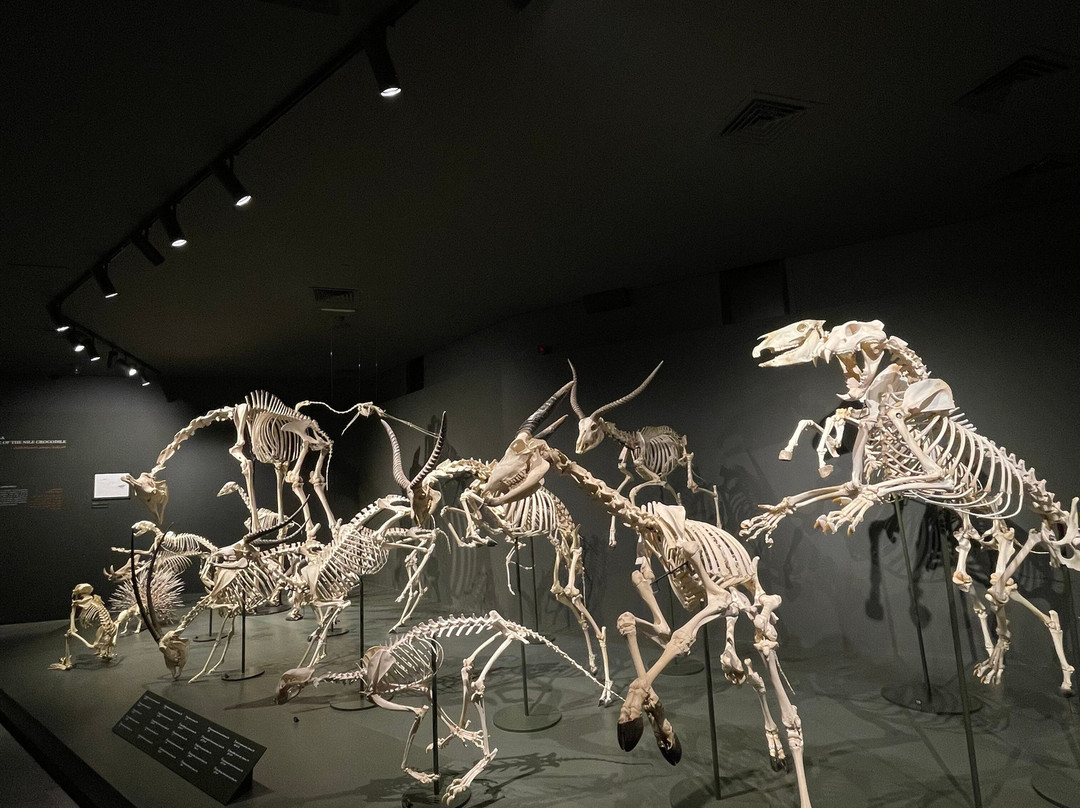 Dubai Crocodile Park-迪拜必去景点