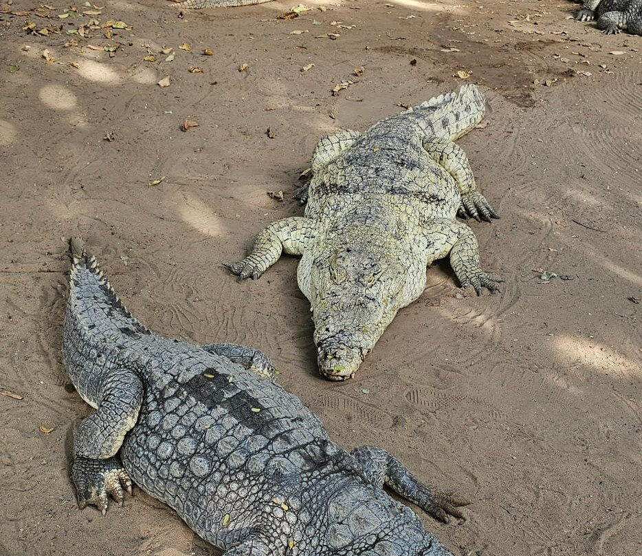 Kachikally Crocodile Pool-Bakau必去景点