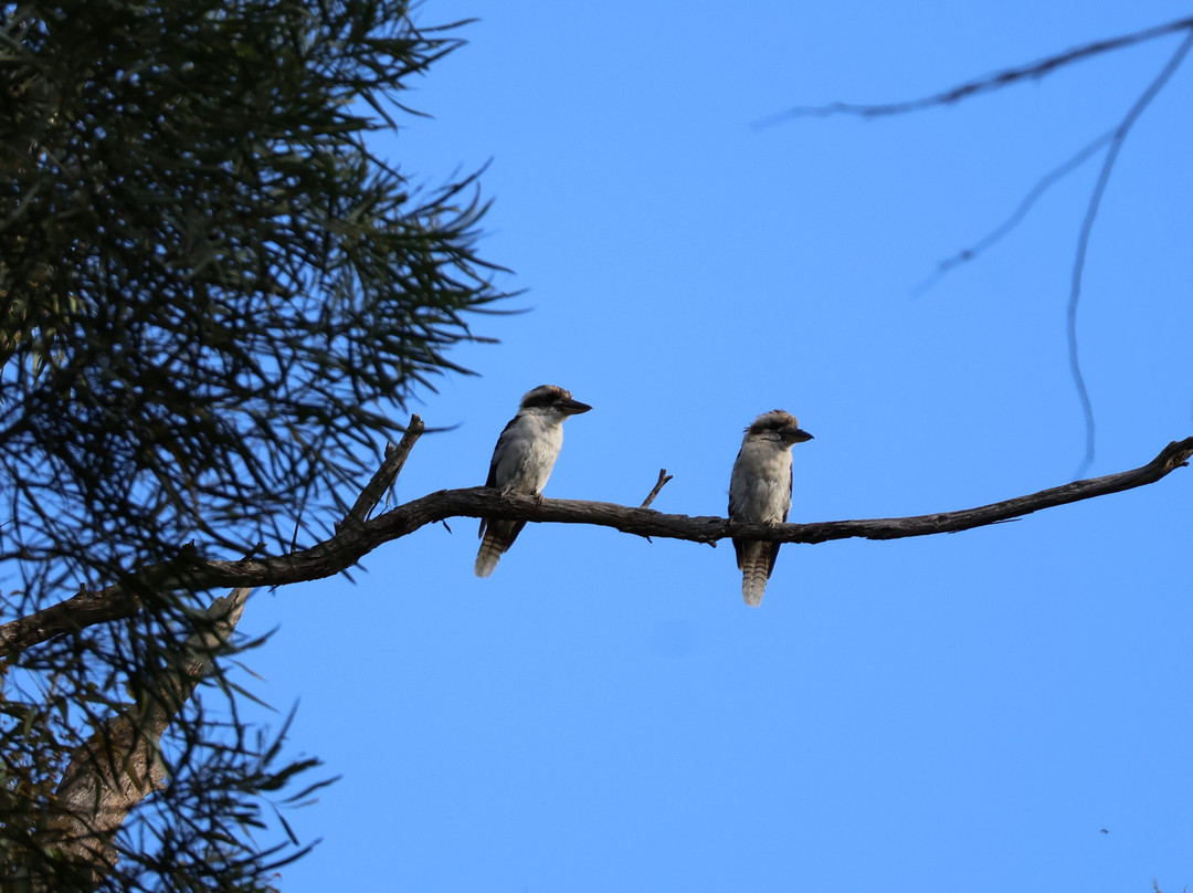 Girraween Country Inn主图