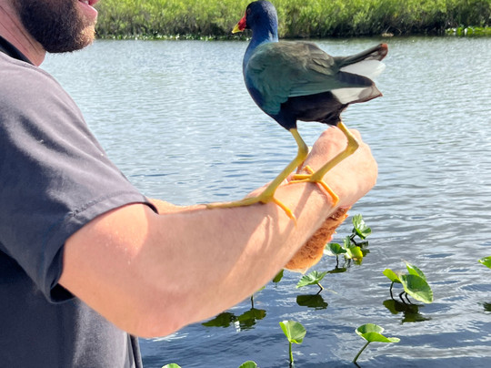 Everglades Swamp Tours-Everglades Wildlife Management Area必去景点