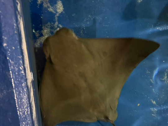 OdySea Aquarium-斯科茨代尔必去景点