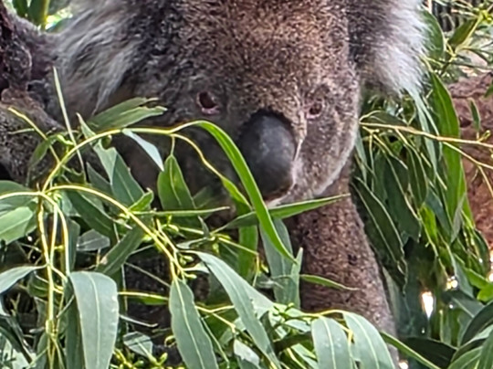 Softfoot Farm & Wildlife Park-Hindmarsh Valley必去景点