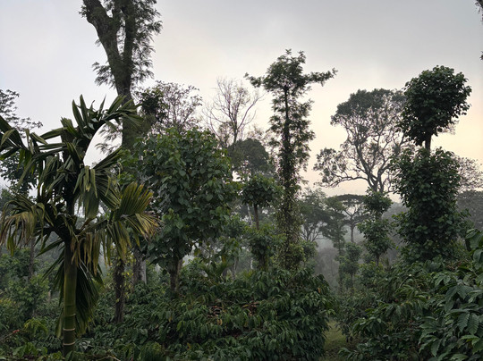 Heights Farm Stay | Coffee Estate Stay主图