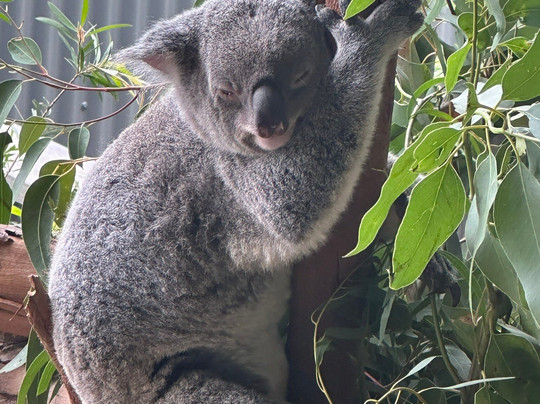 Sydney Zoo-布莱克敦必去景点