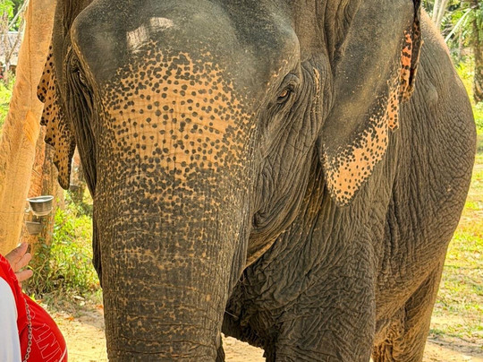 Khao Lak Elephant Sanctuary By Kes-攀牙必去景点