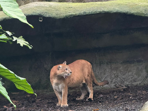 Yana Cocha-Puyo必去景点