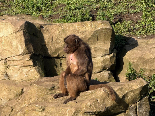 Yorkshire Wildlife Park-Auckley必去景点