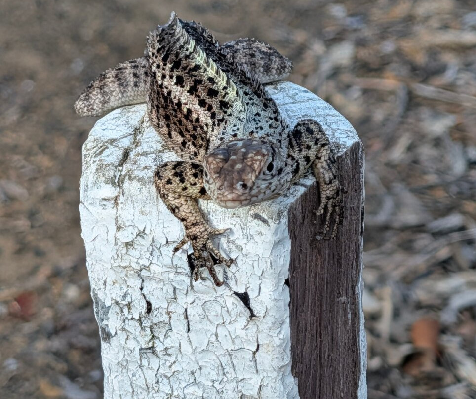 Kajol Lavan Travel, Galapagos Islands-Baltra必去景点