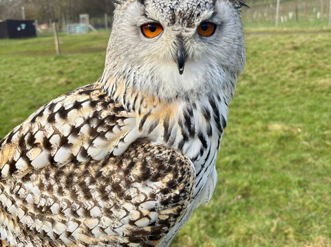 UK Owl And Raptor Centre-Groombridge必去景点