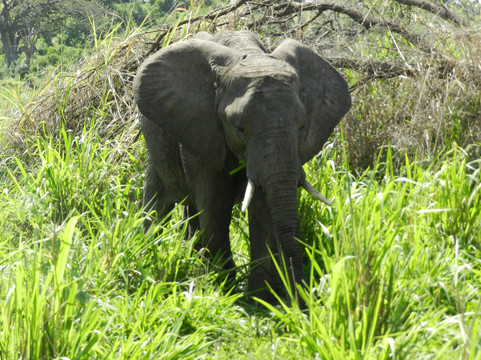 Zara Tanzania Adventures-莫西必去景点
