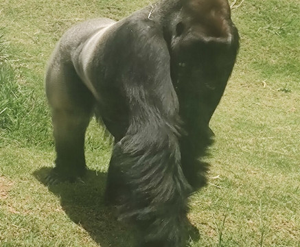 Animália Park-Cotia必去景点