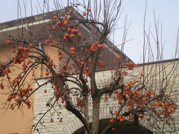 Le Querce-酒店景观