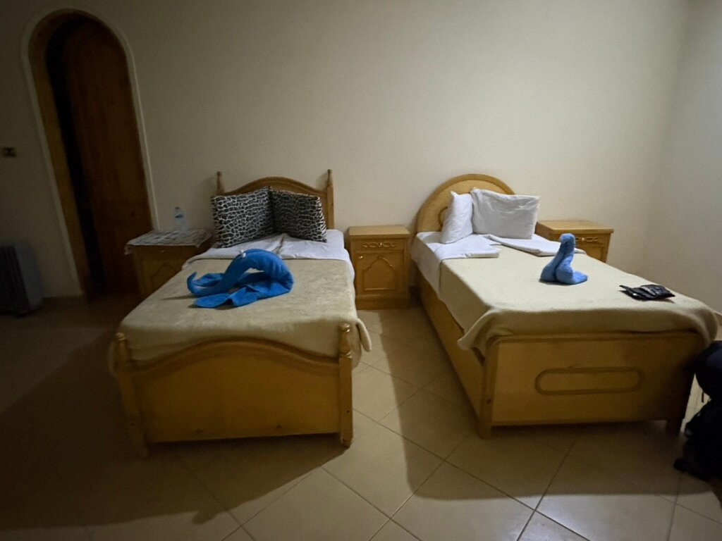 ACE - Animal Care in Egypt-卢克索必去景点