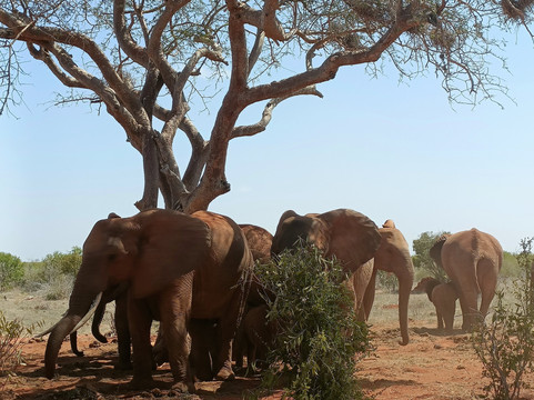 Kenya Safari Con Kassim Luigi-瓦塔木必去景点